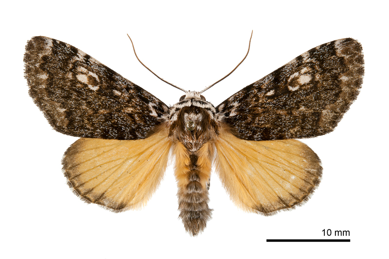 Tambana subflava Male